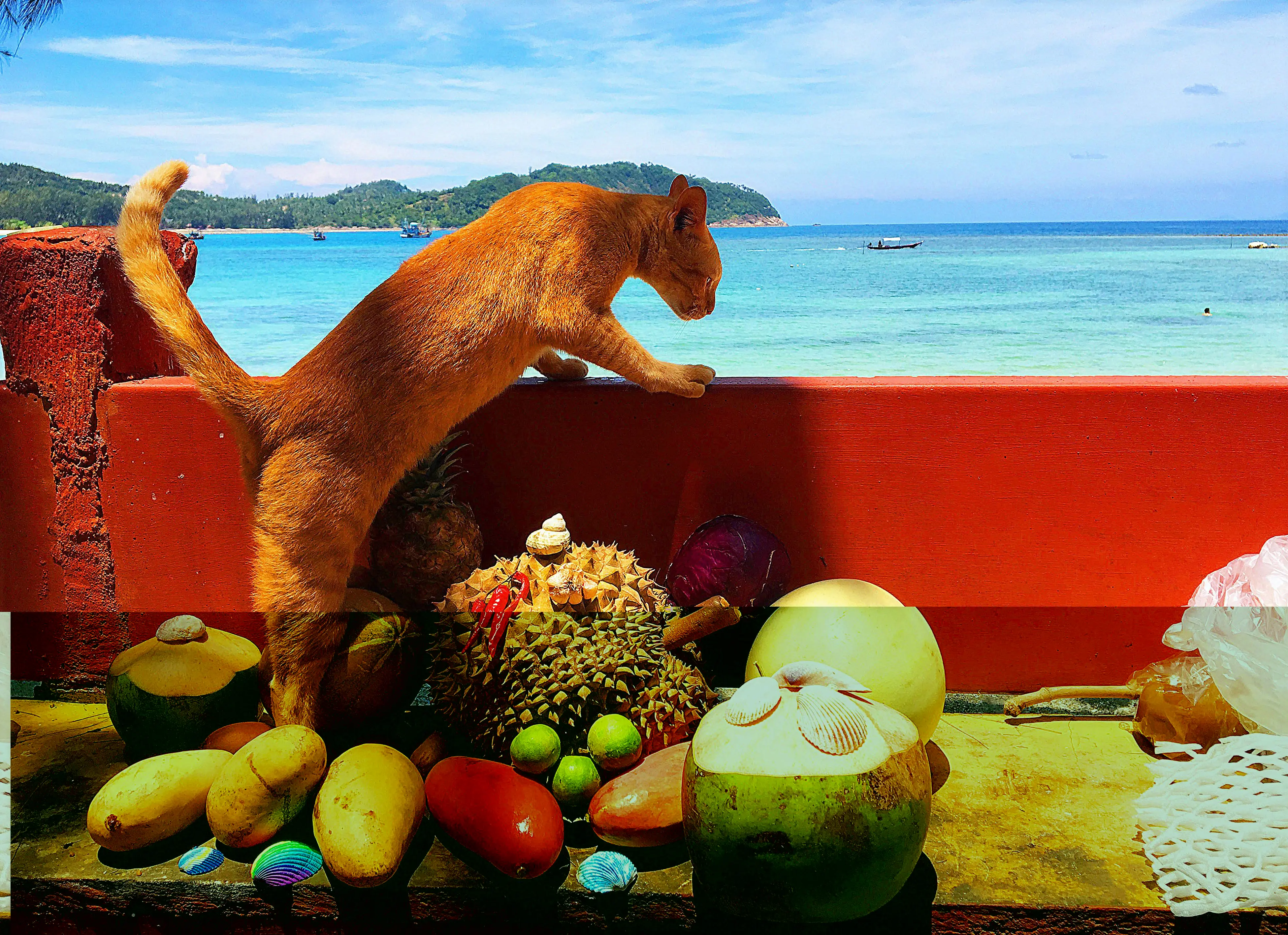 Sharp photo of sea landscape with cat and frutes..