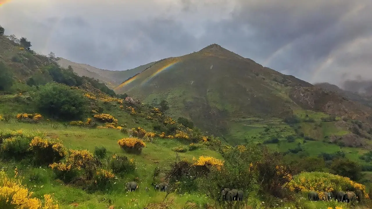 Make the sky more sunny with rainbows and add small elephants 2.